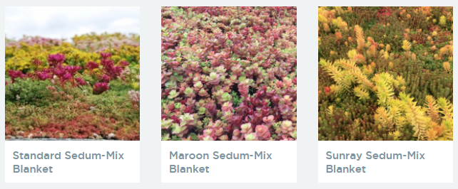 View our Sedum blankets for your Sedum roof