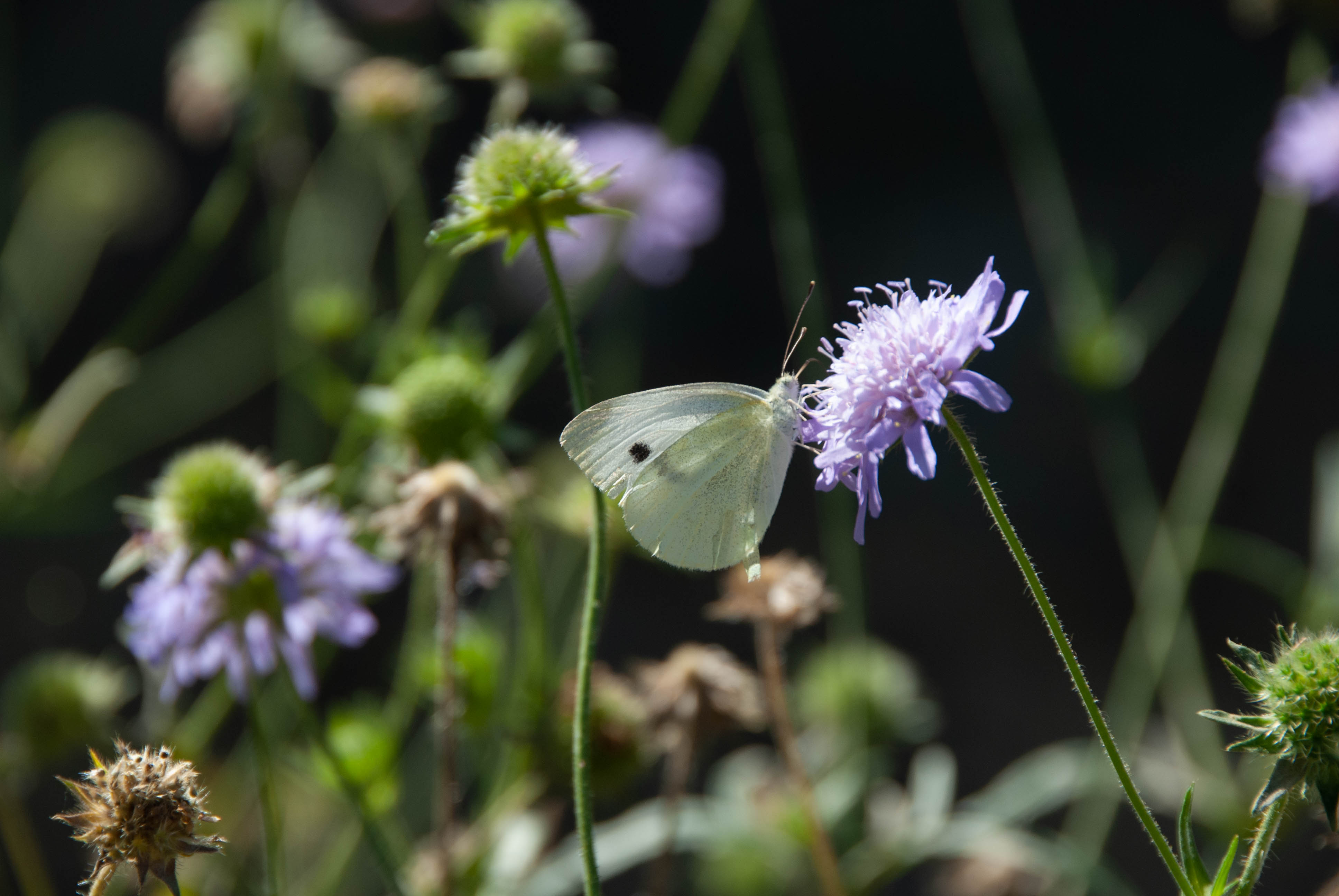 Schmetterling auf Biodiversitätspaket