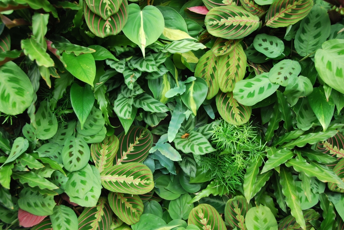Plantes pour mur végétal intérieur
