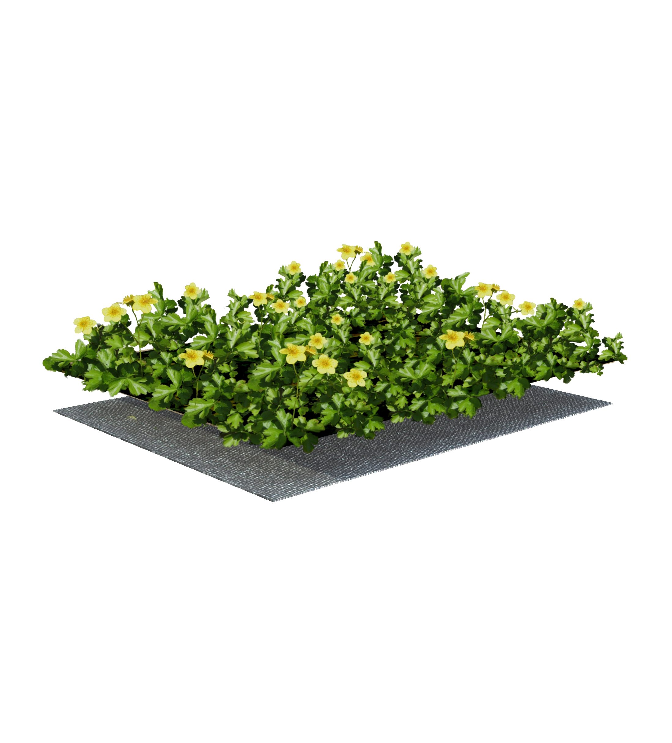Sempergreen Plant mat