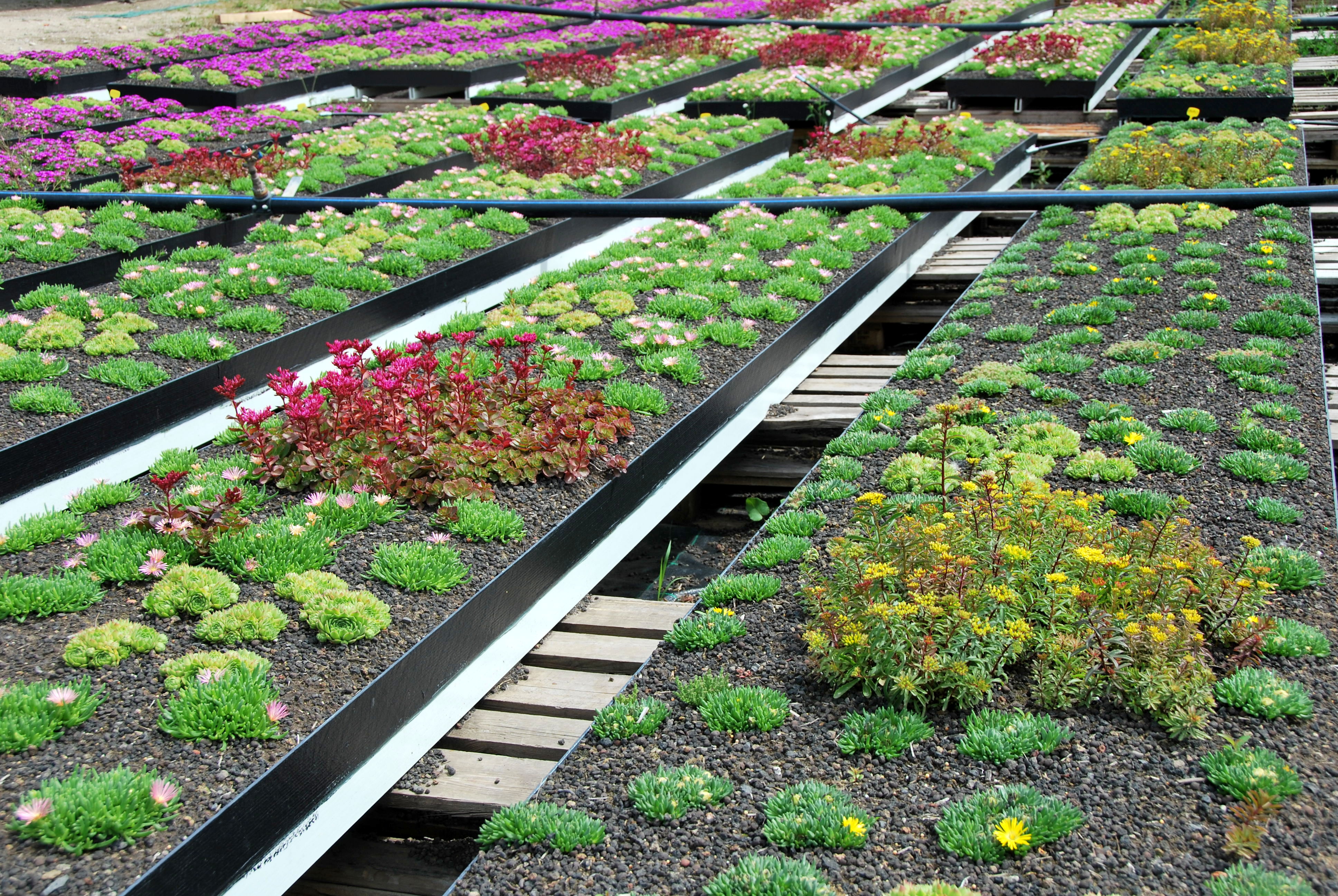 Voorgekweekte plantenbakken