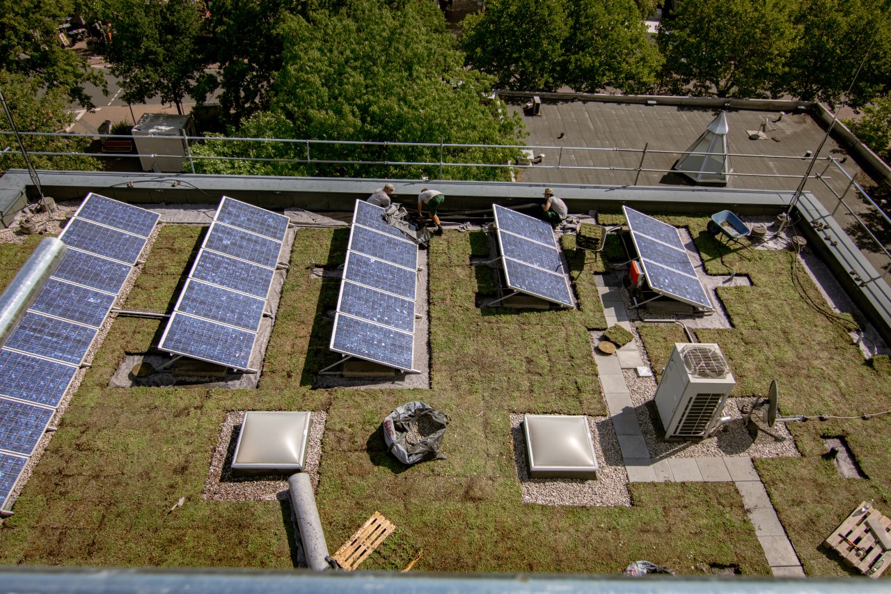 Bestaand dak met zonnepanelen wordt verzorgd met Sedumcassettes Bestaand dak met zonnepanelen wordt verzorgd met Sedumcassettes