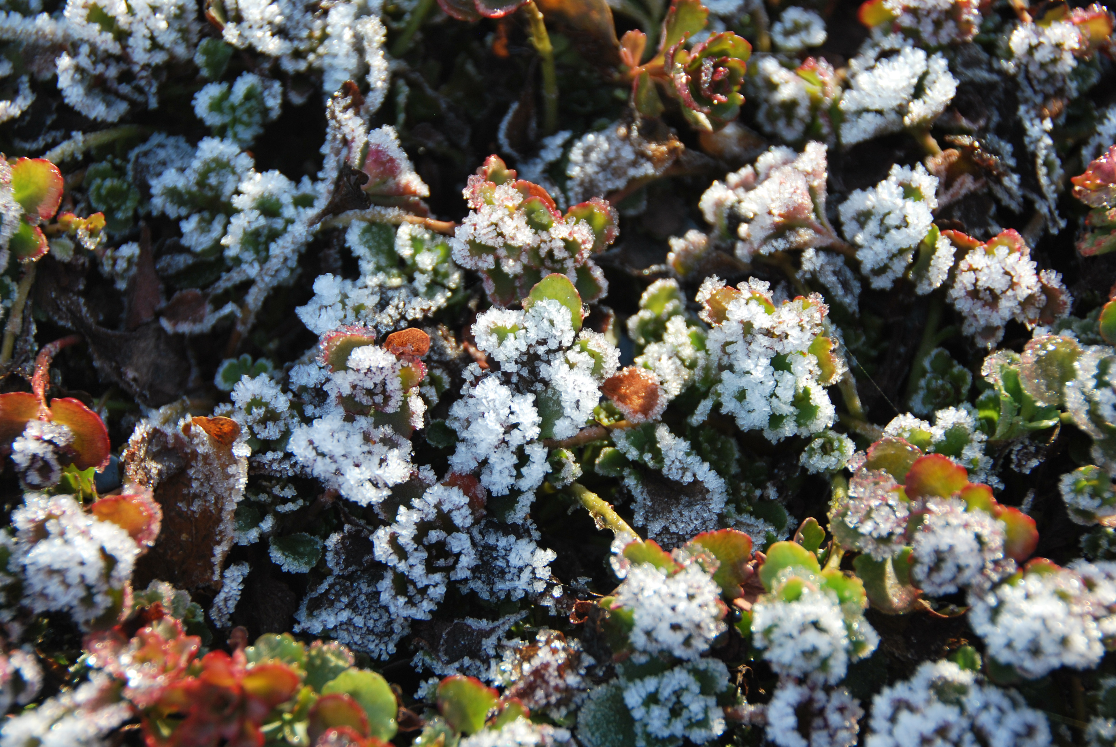 Sedum en hiver