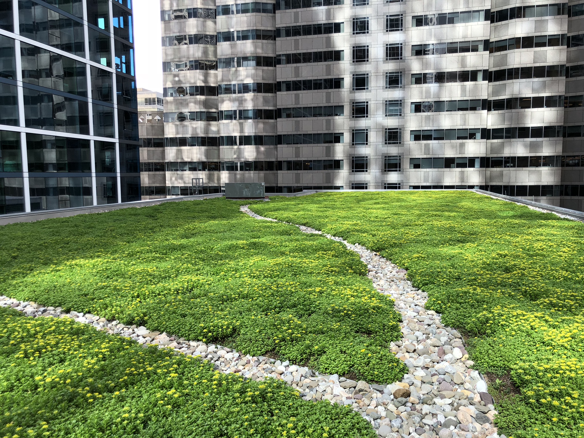 Fully grown green roof immediately after installation