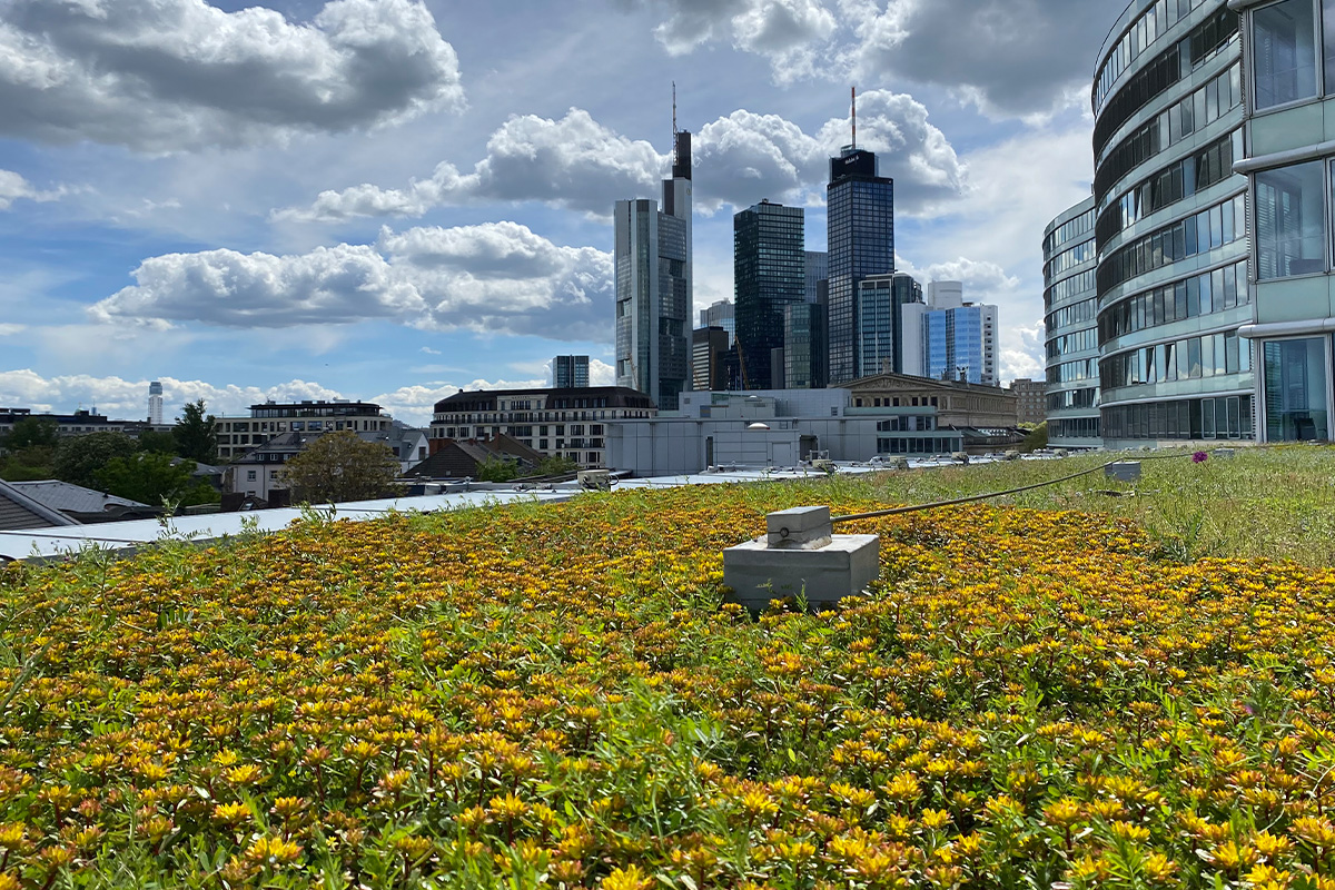 Grüne Metamorphose in Frankfurt am Main