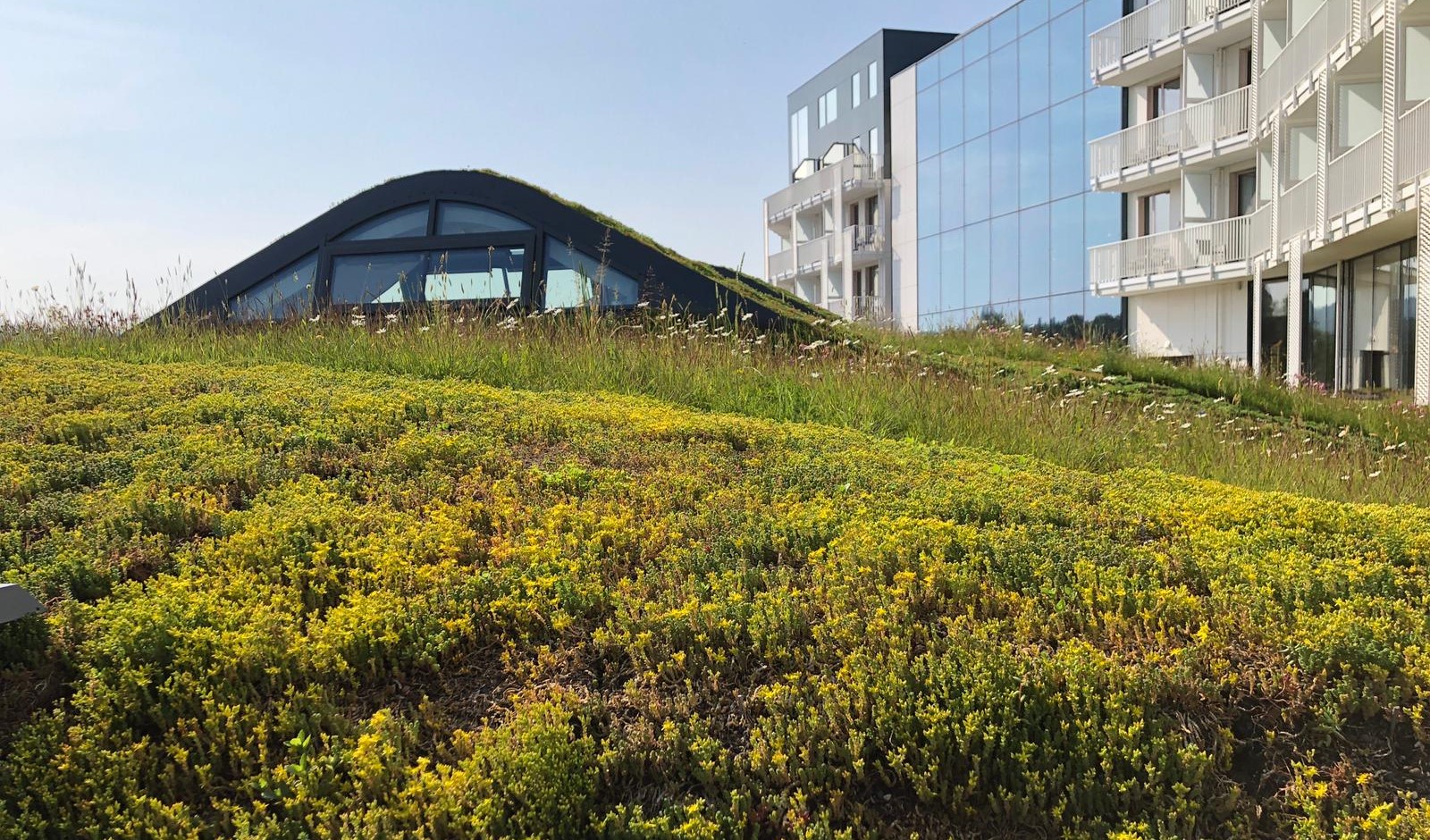 Vilde blomster (Nordic Meadow) og sedummåtter på Radisson Blu Hotel Sopot, Polen