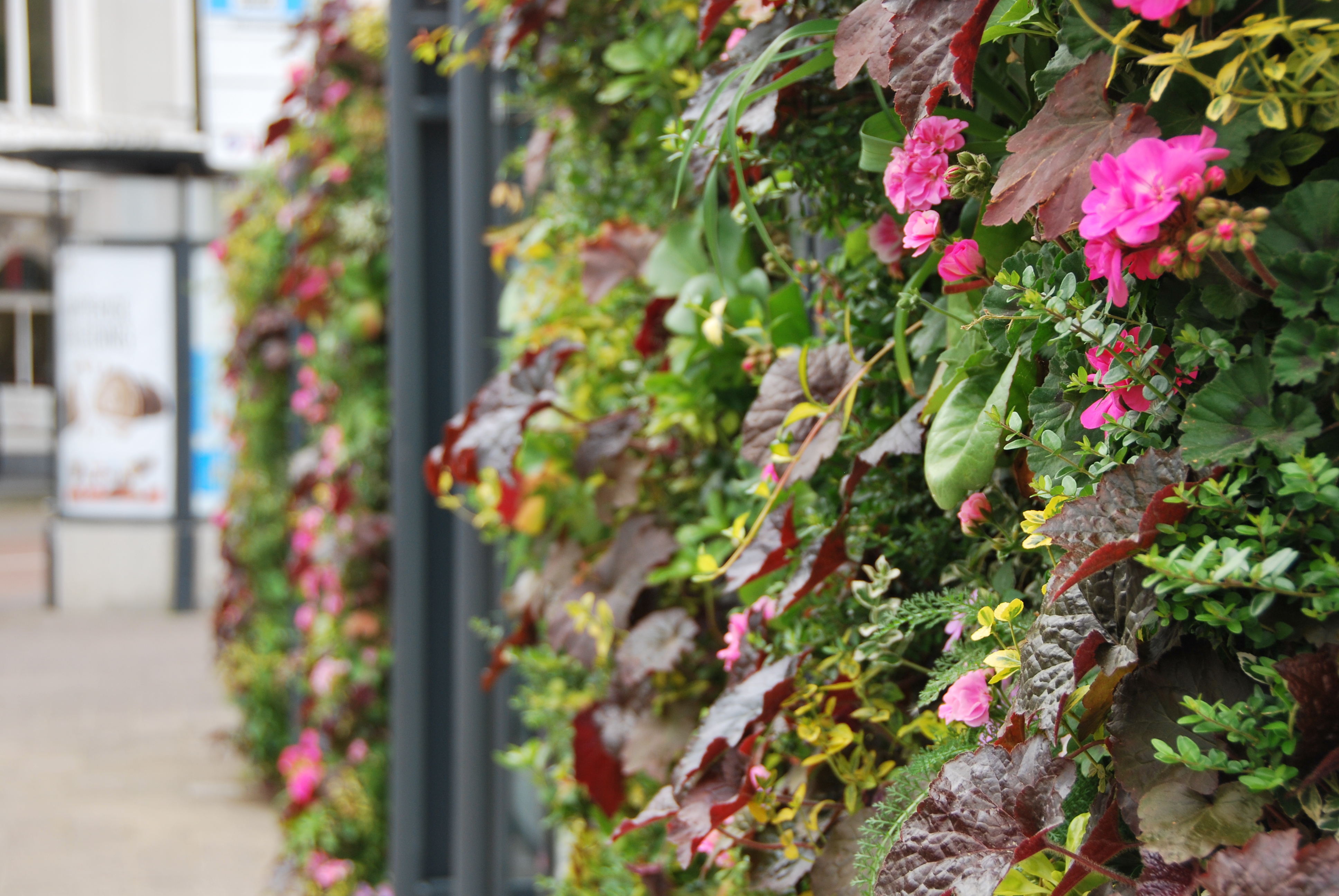 Flowering plants in outdoor SemperGreenwall