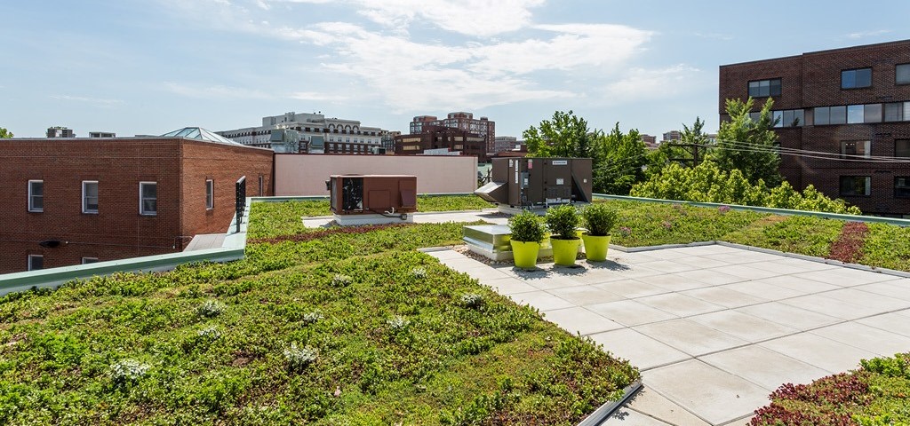 Example of beautiful green roof design to combat climate change in Australia