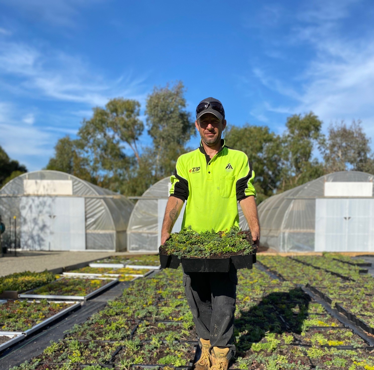 Sempergreen Australia specialist with pre-grown Sedum trays