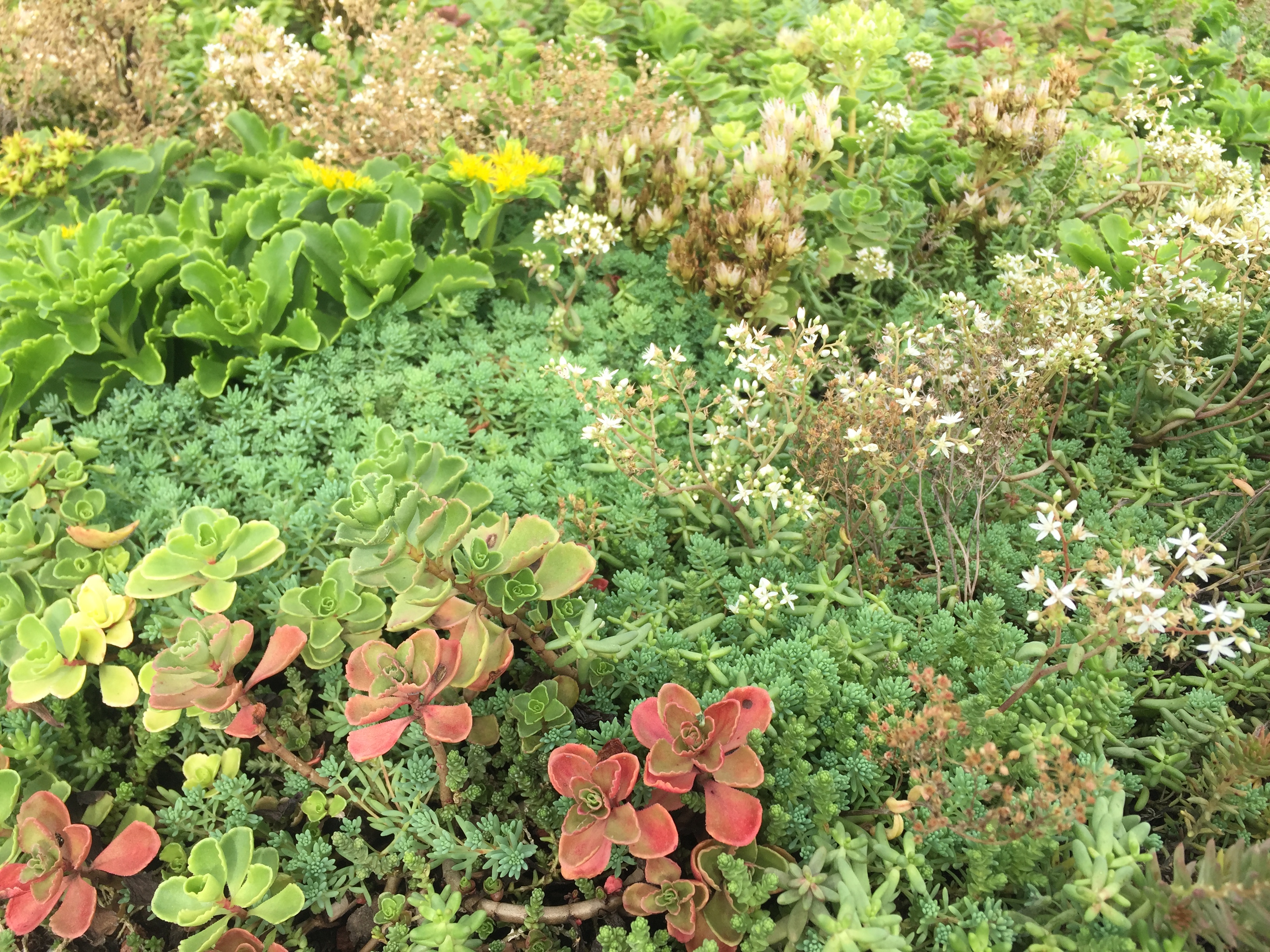 Cordillera del sedum mediterránea en plena floración