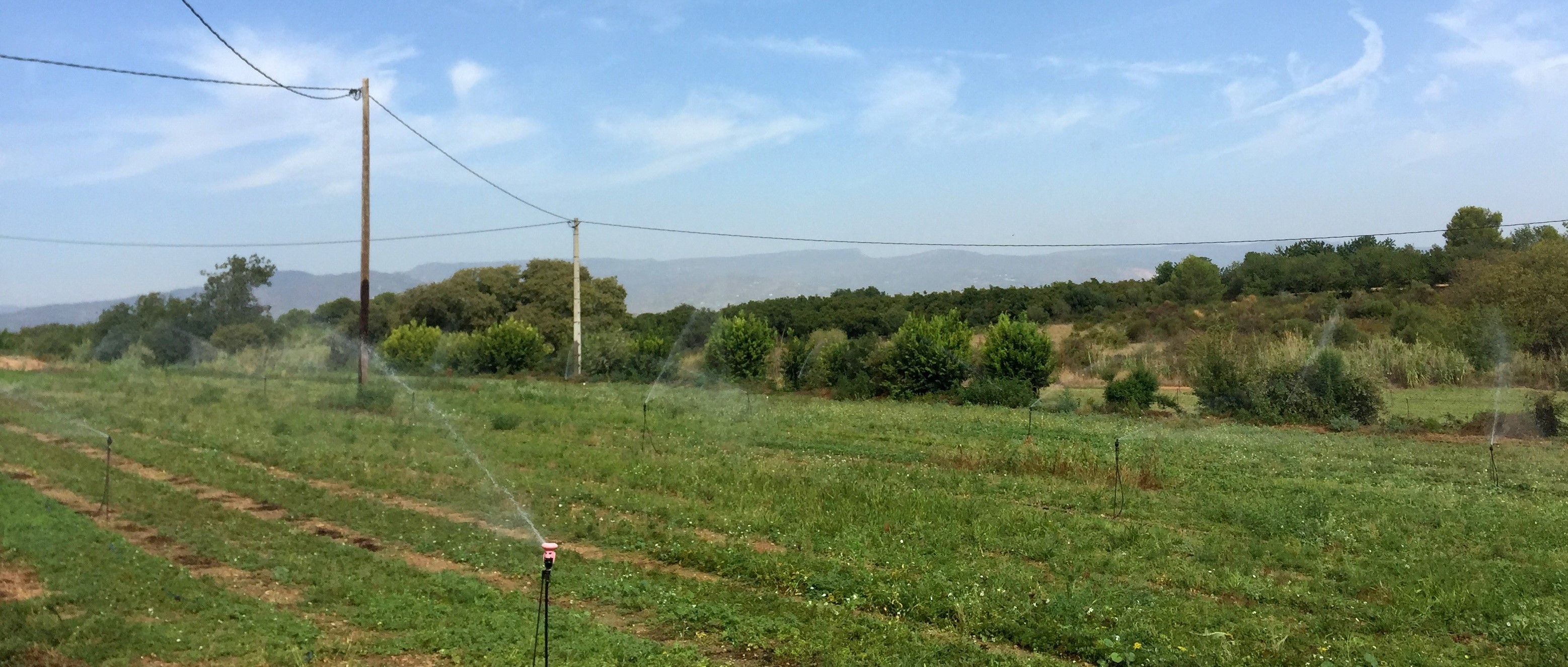 Nursery Sempergreen Spain