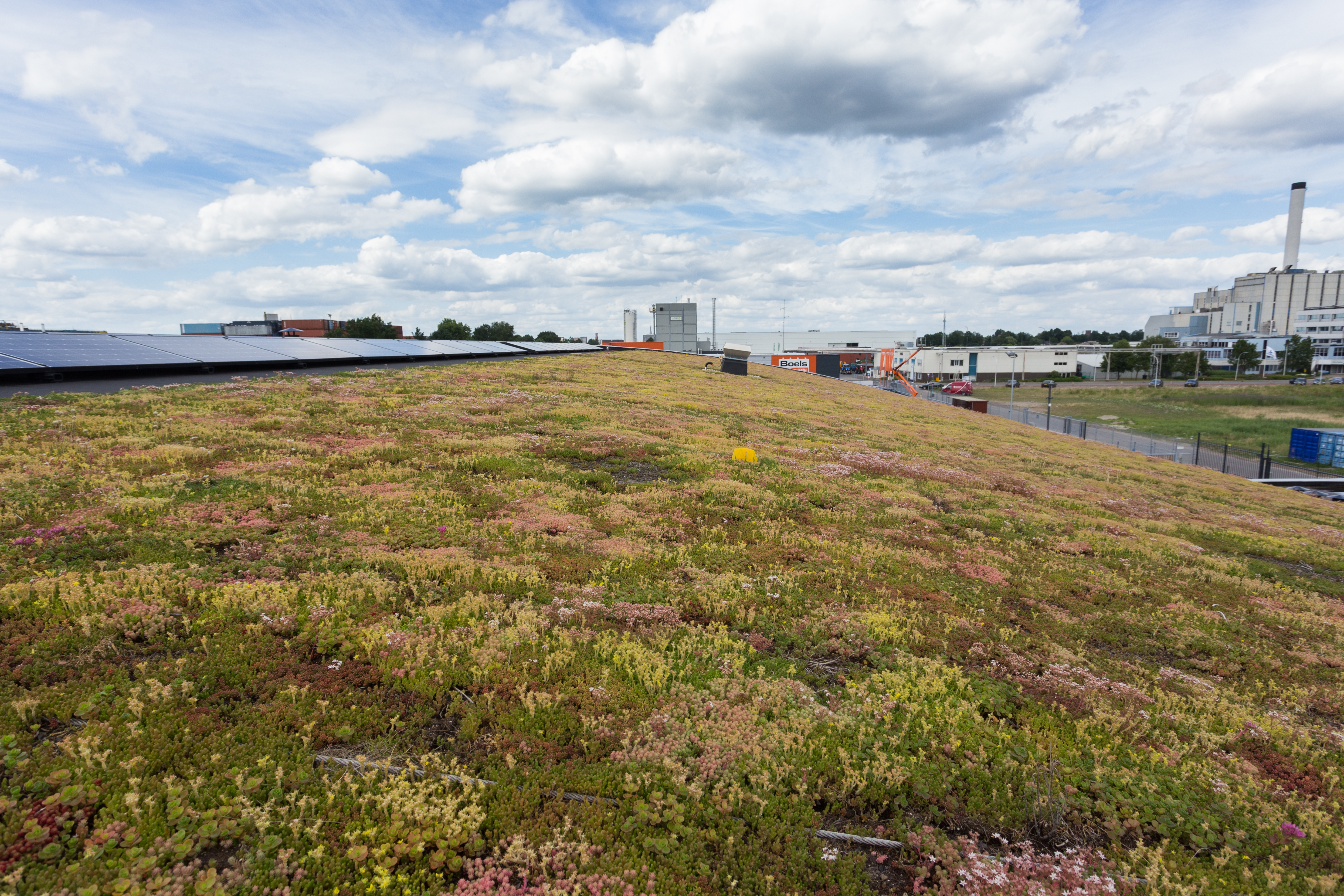 Groendak Sempergreen met kruidenpluggen zorgt voor goede waterafvoer en isolatie