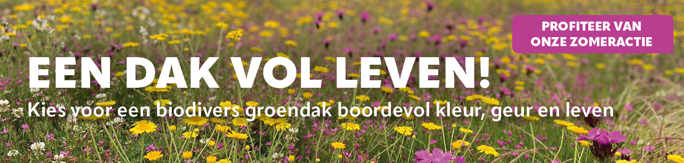 Biodiversiteit groendak