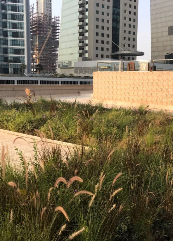 Green roof Dubai