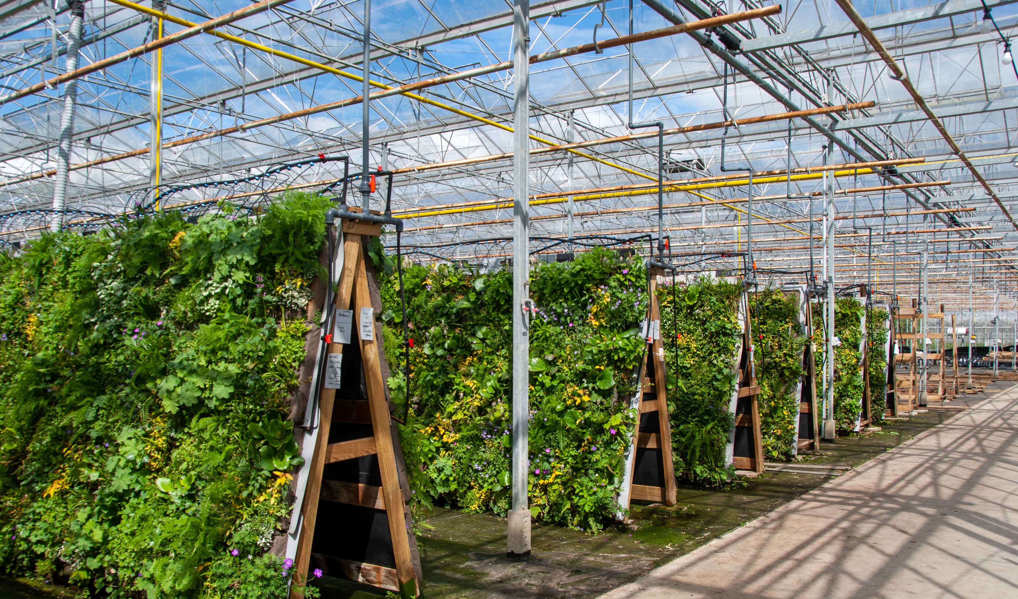 The Flexipanels are placed on vertical scaffolding and coupled to the irrigation system
