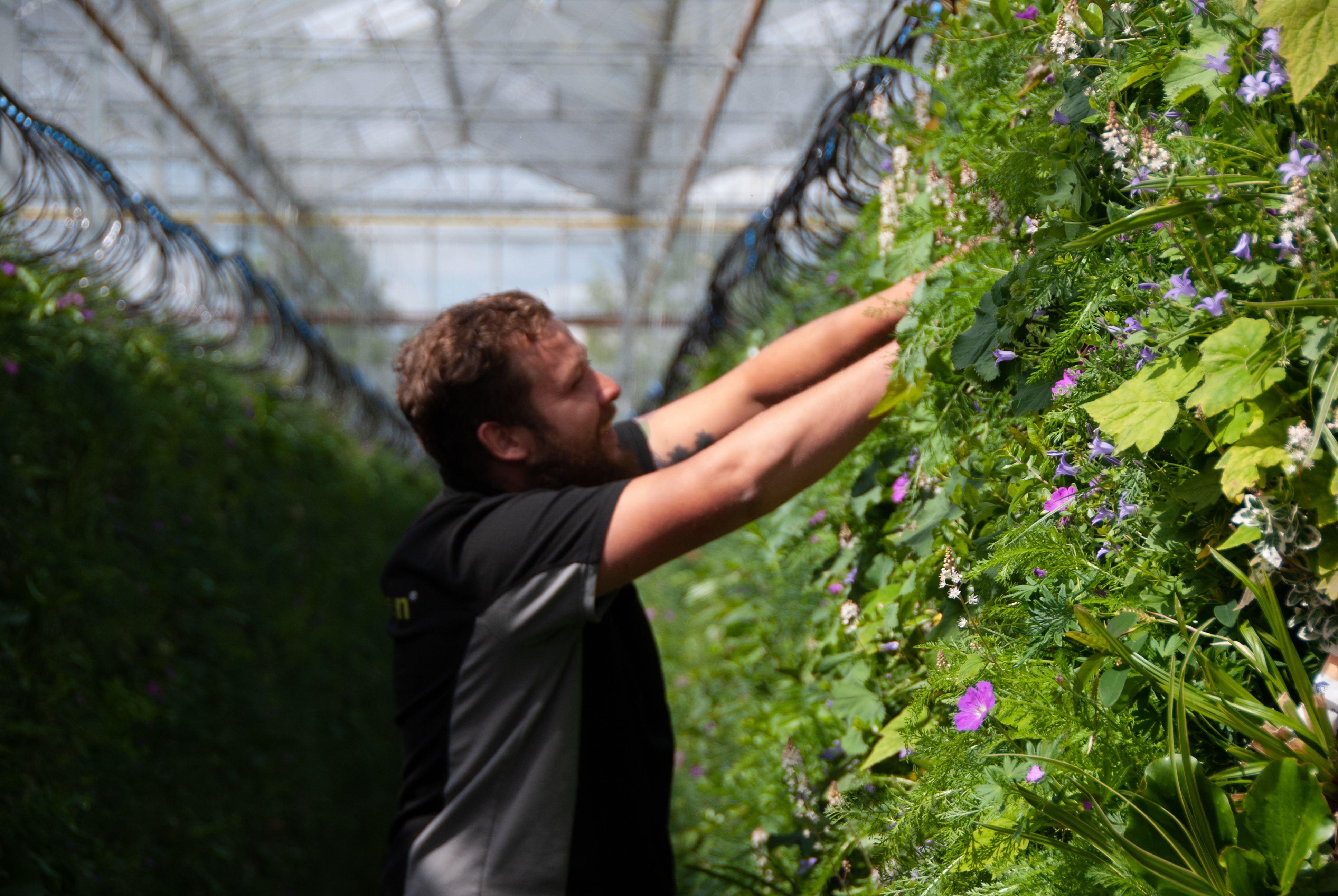 Sempergreen-medewerker aan het werk in nieuwe kas Harmelen