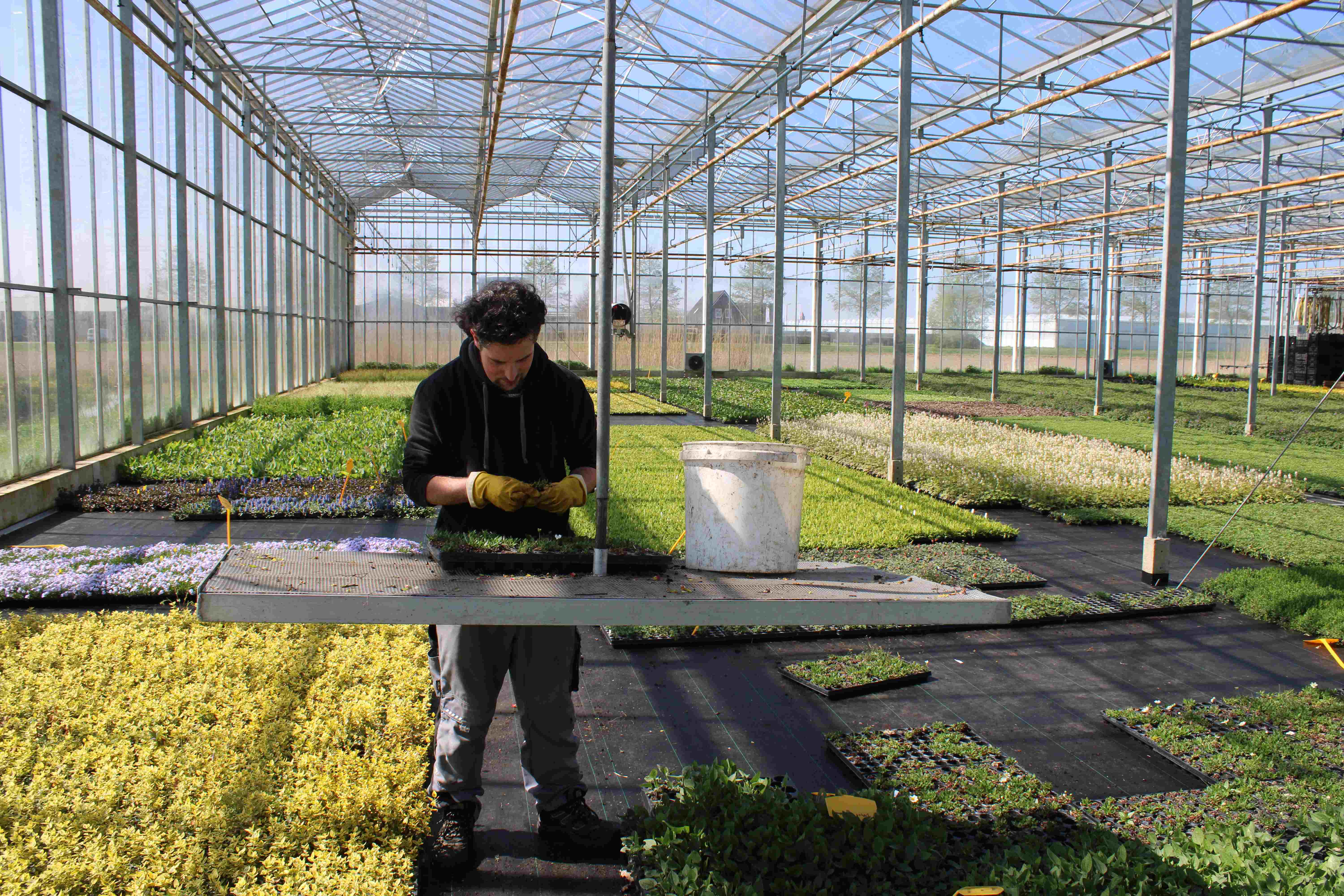 Sempergreen suministra productos de calidad para cubiertas vegetales, jardines verticales y tapizantes de suelos listo para colocar