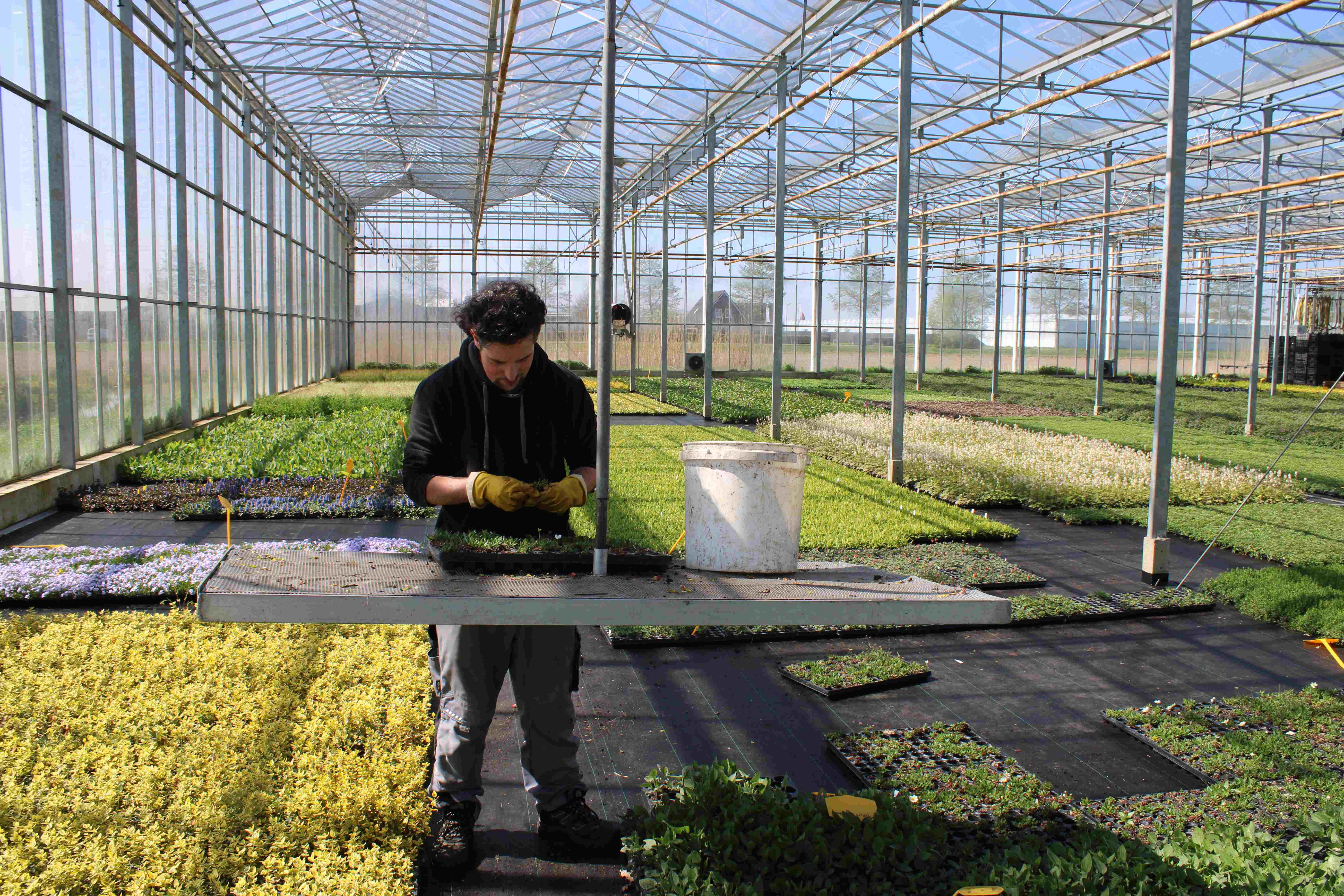 Medewerker van Sempergreen in nieuwe kas te Harmelen