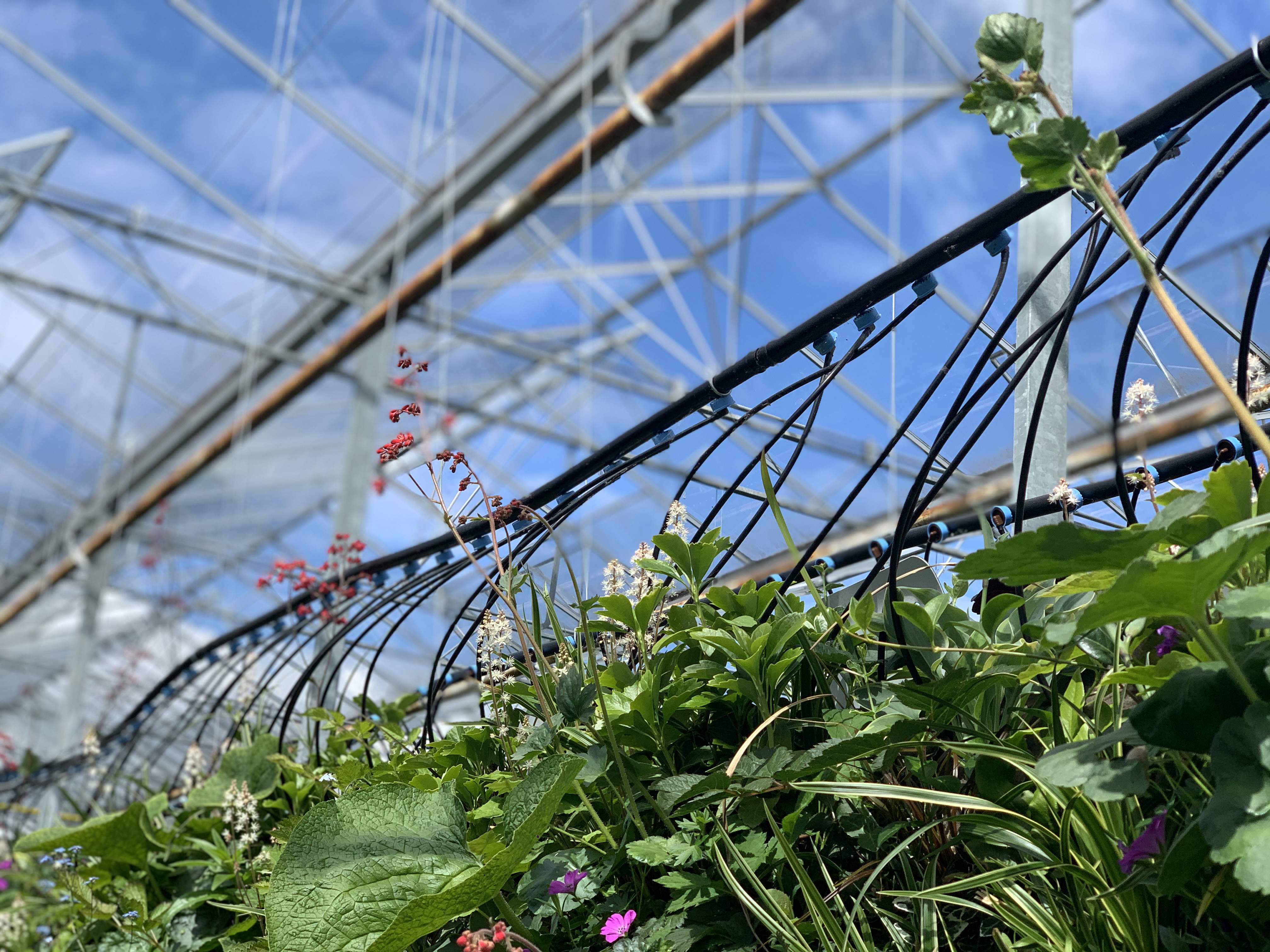 Des plantations robustes et saines pour contrôler le climat