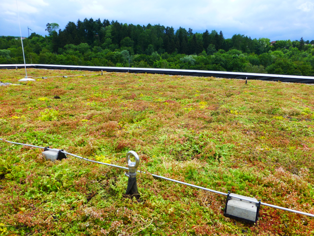 Flowering green roof