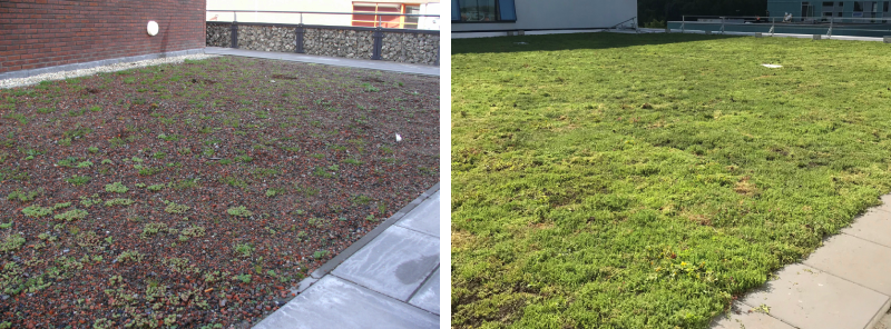 Frisch installierte Dächer mit Jungpflanzen (links) und Vegetationsmatten (rechts)