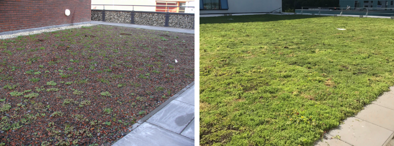 Freshly installed roofs with plugs (left) and vegetation blankets (right)