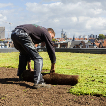 De vegetatiemat – het ideale alternatief voor pluggen en stekken op groene daken