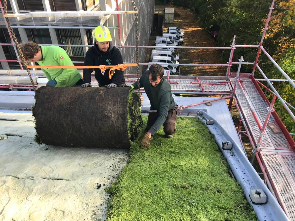 Roofers placing vegetation blankets on a curved roof