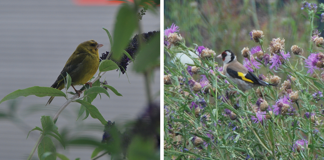 Groenling op groene gevel en putter op Bees & Butterfliesmat (groendak)