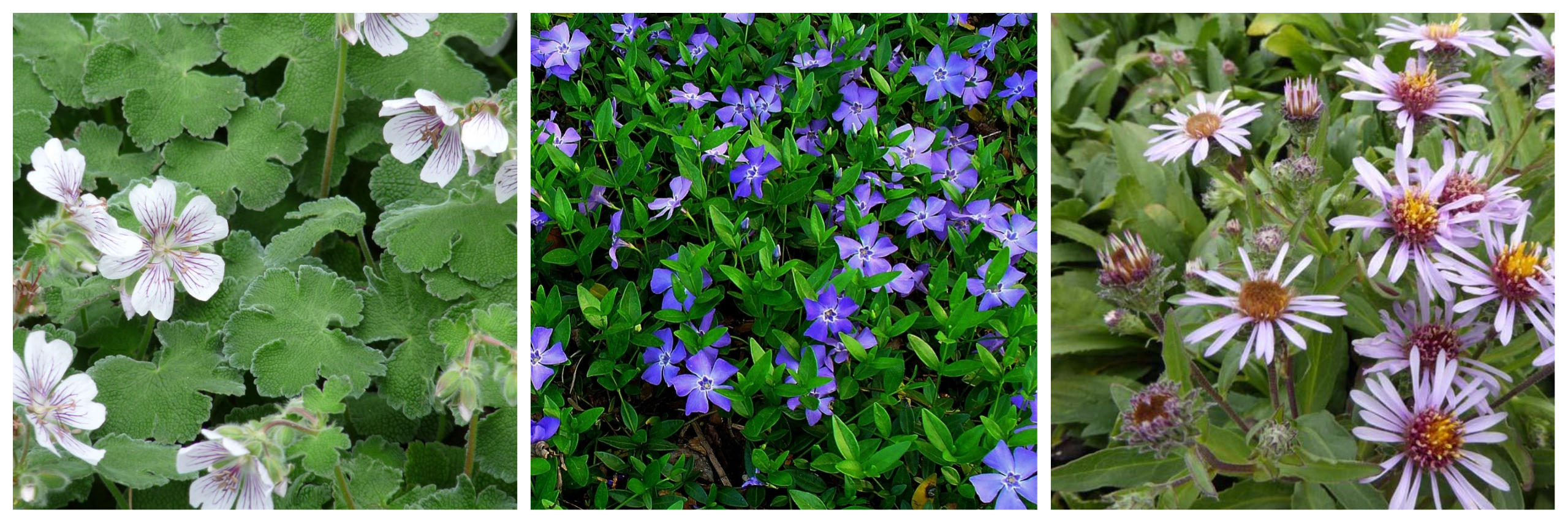 De gauche à droite: Geranium Renardii, Vinca minor, Aster Sibericus.