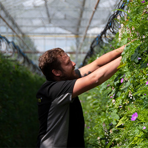 Voorman productie Sempergreen, Marvin Monrooi