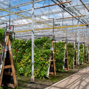 Sempergreen Glasshouse in Harmelen, the Netherlands