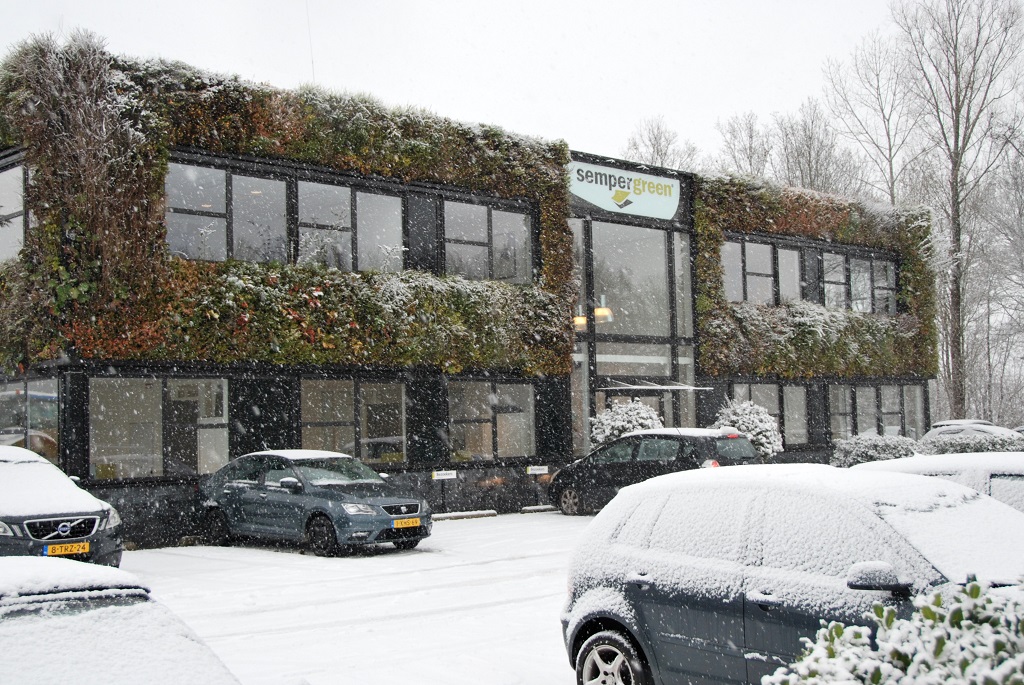 Het hoofdkantoor van Sempergreen heeft een winterharde en wintergroene buitenmuur die er ook in de sneeuw prachtig uitziet.
