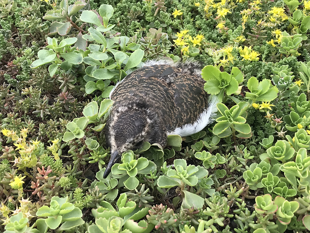 Jonge kievit op de kwekerij van Sempergreen