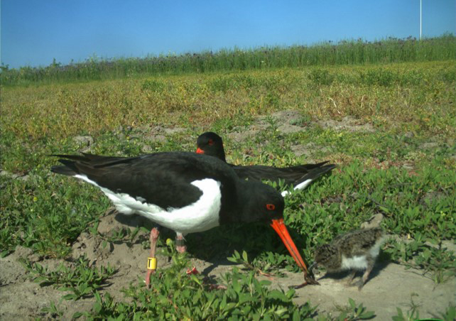 Scholekstergezin op de kwekerij van Sempergreen