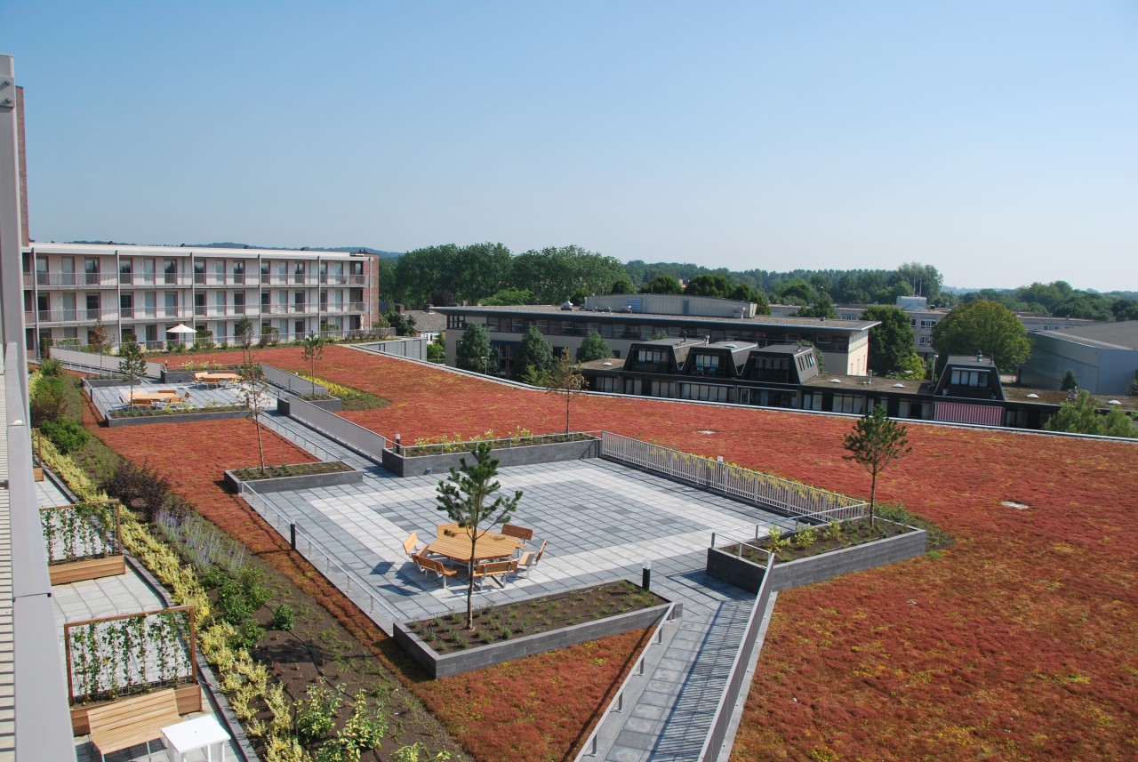 A 'stressed' green roof