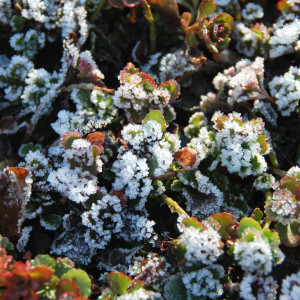 Frost on Sedum