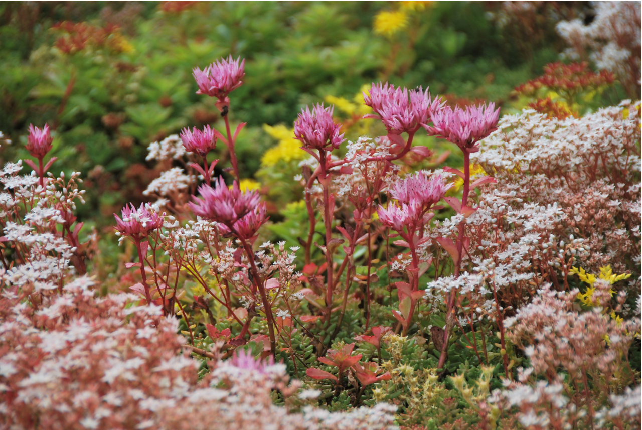 Un couvert du type « mélange de sedums » de Sempergreen en pleine floraison.