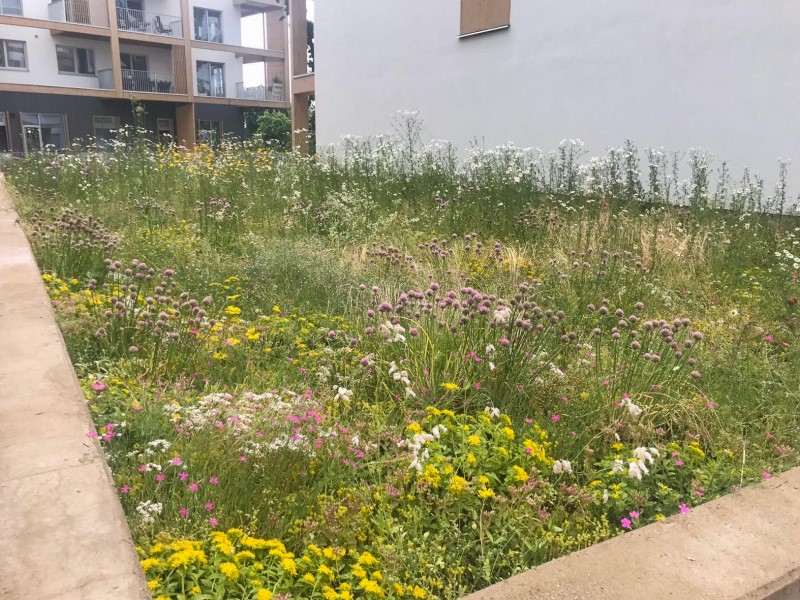 Ein Biodiversitätsdach mit Wirts- und Nektarpflanzen