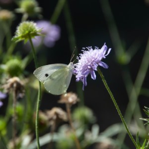 Biodiversity on a green roof