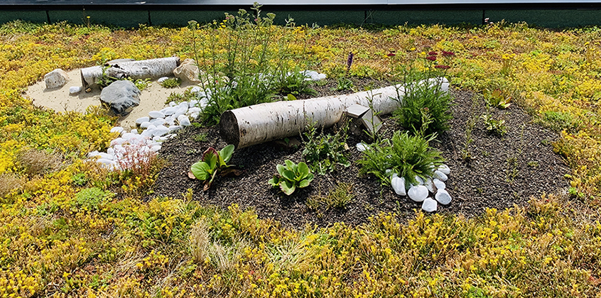 Pack de biodiversité sur un toit avec un tapis de sedum