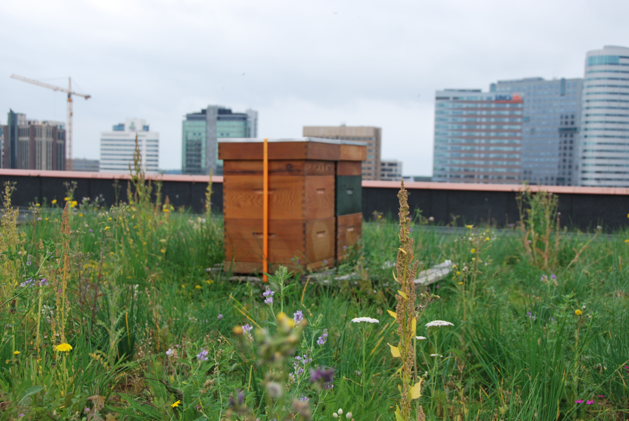 Toit vert avec couvert Bees & Butterflies et nichoirs à abeilles.