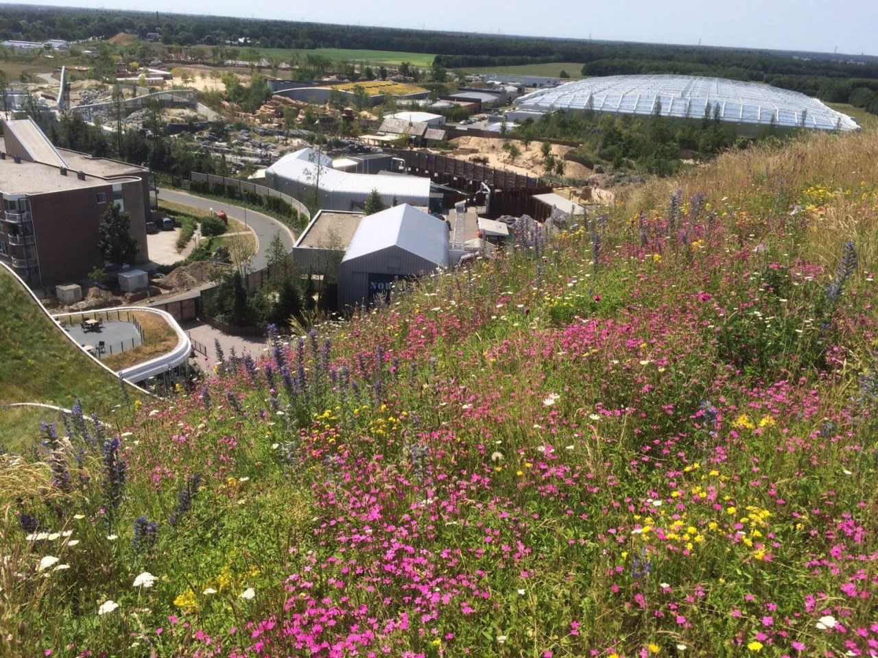 Sempergreen daktuin met wilde bloemen