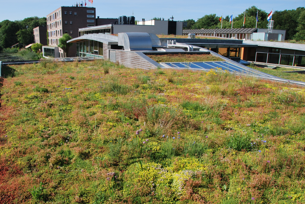 Slightly undulating biodiverse roof garden