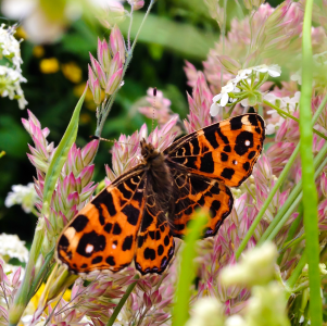 A biodiverse roof garden