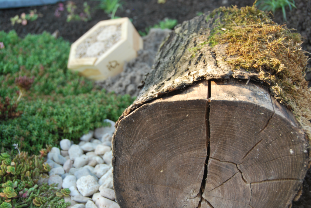 Pack de biodiversité pour toits végétaux Sempergreen et un tapis de sedum.