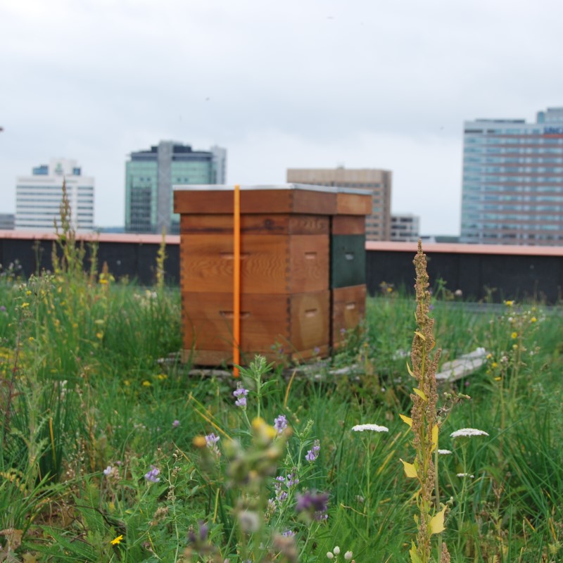 Green roof with wooden bee hive