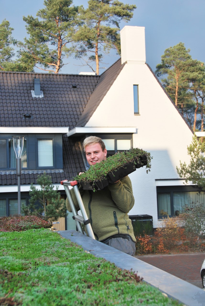 The installation of a green roof with Sedum trays