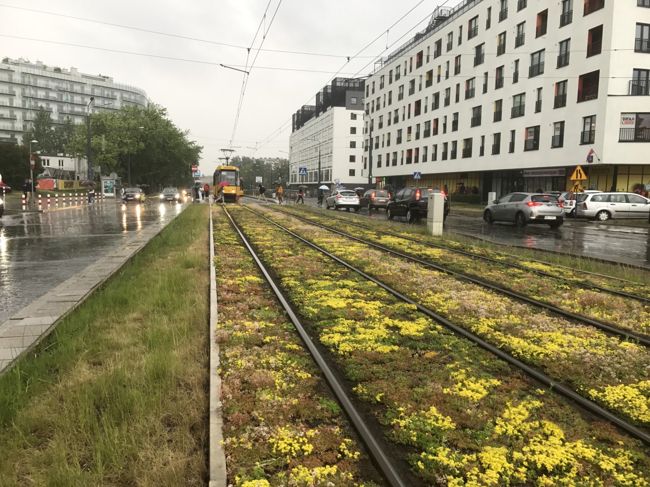 Warszawa robi się coraz bardziej zielona