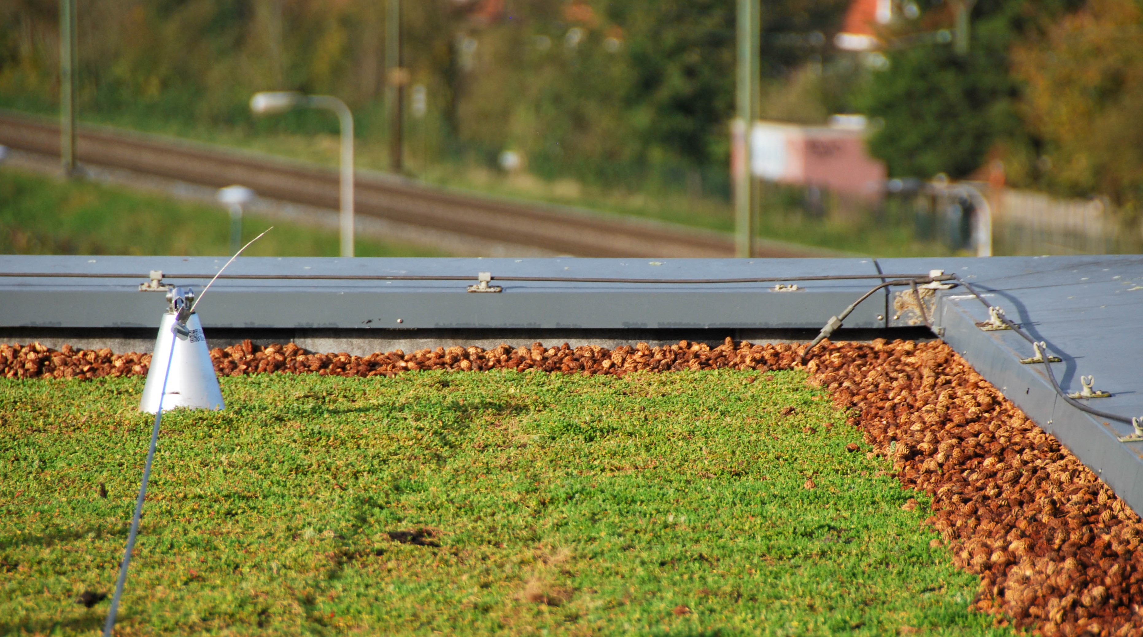 The Sedum roof with peach stones